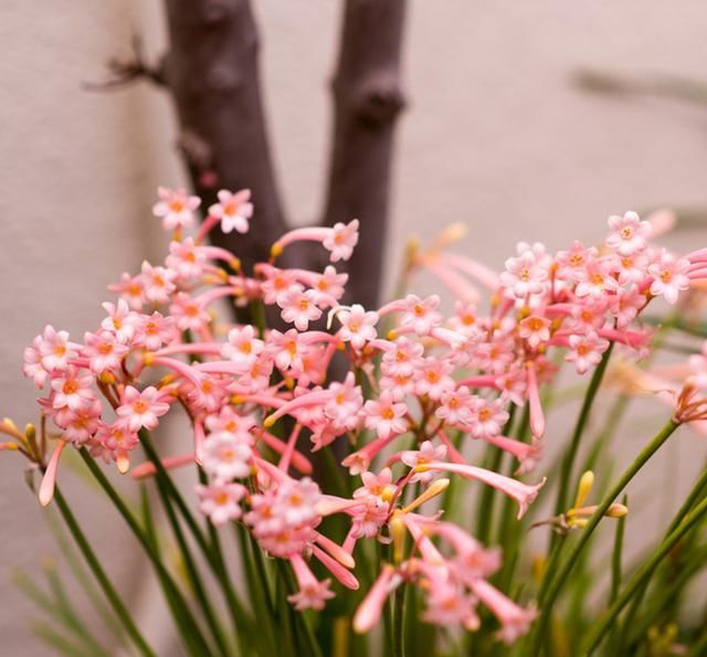 种下半个月就开花，花量大还有香味，一个球长开出一大片花