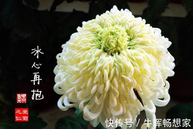 喜欢菊花，就养盆“冰心再抱”，花开如仙女舞裙，端庄典雅！