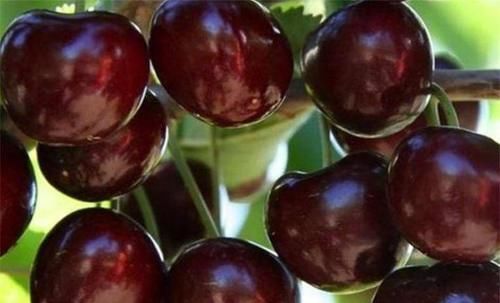 黑珍珠樱桃|中年人推荐常吃3种食物，营养丰富、滋补身体，早吃早好！