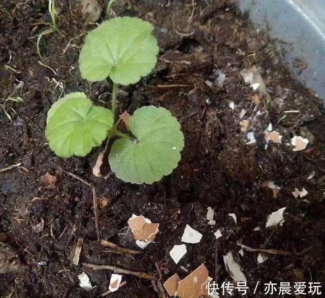 鸡蛋壳|自己制作养花肥料，没那么难，三样东西到处都是，养花不错