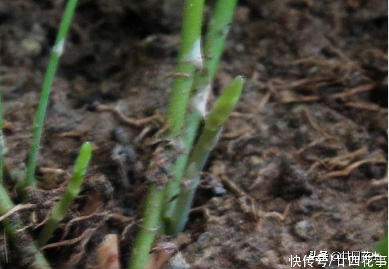 廿六|家养文竹，4件事要注意，做到位不黄叶不干尖，郁郁葱葱株型飘逸