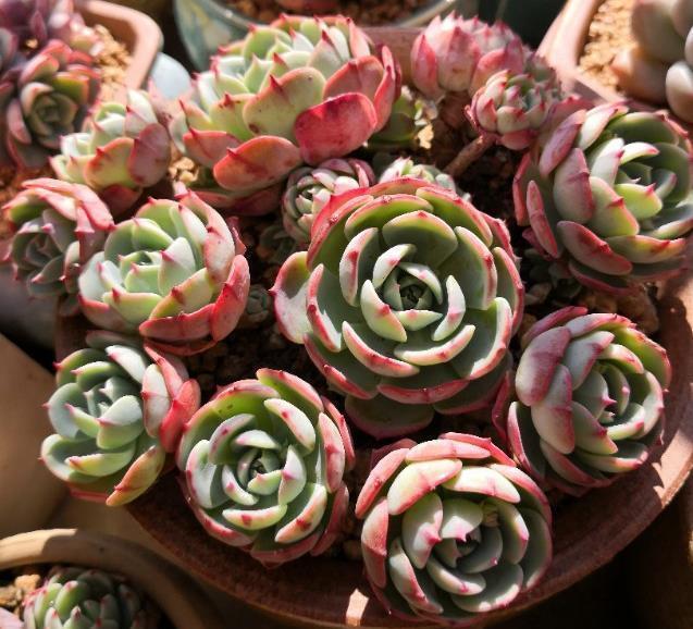 元气满满|多肉植物给水有技巧,别再乱浇水了,花农教你一招让多肉肥厚