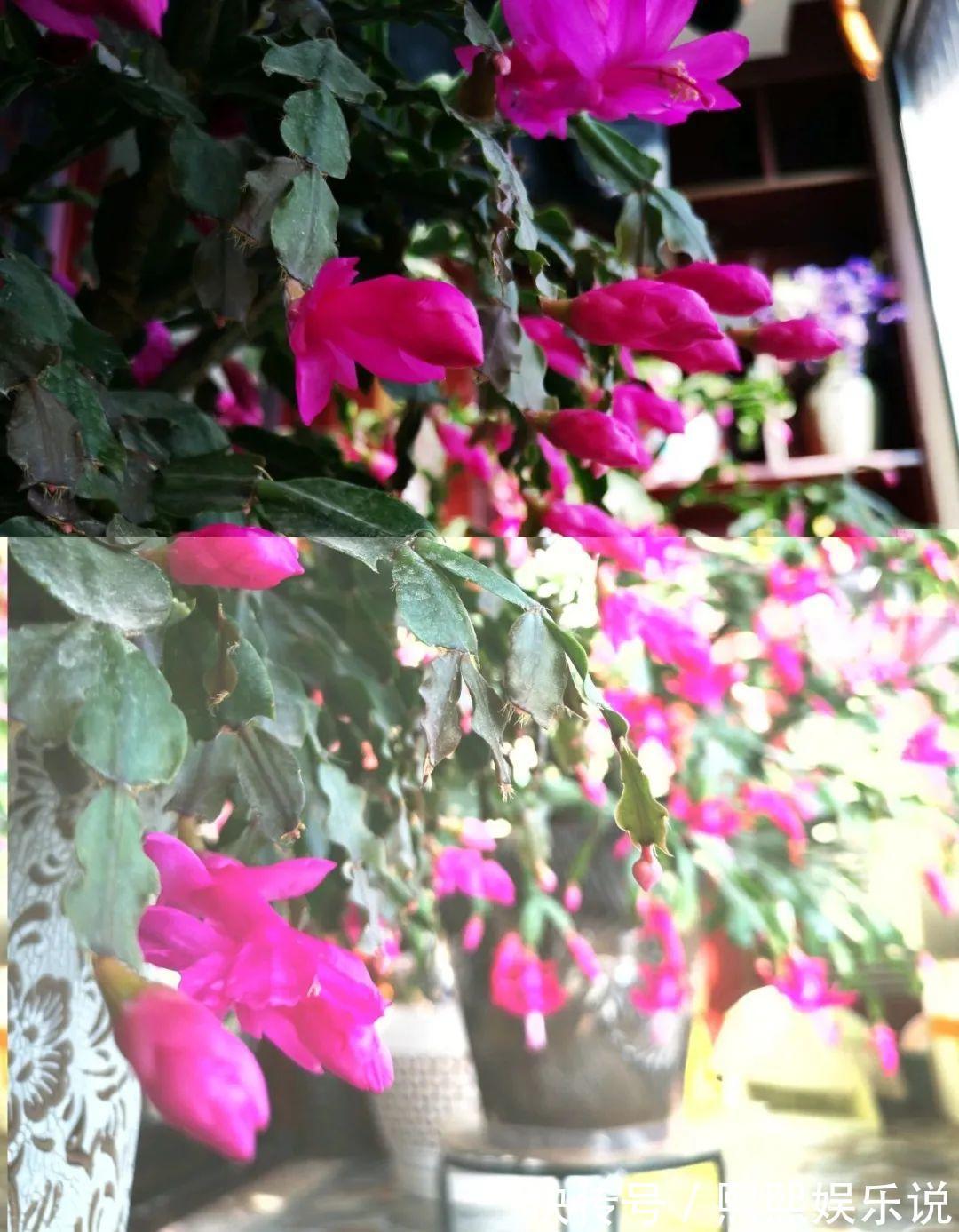 1种花不是真昙花，1次能开上百朵，比蟹爪兰美，怪不得都去抢假货