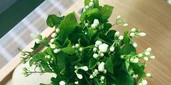 茉莉花秋天怎么养教你一招,开花比夏天还多