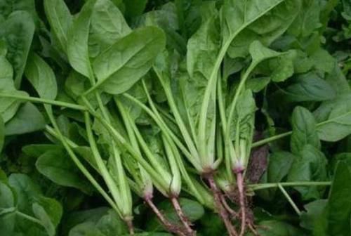 甘蓝|养胃小技巧:坚持两事,少碰三白,常吃四绿,或会对胃有好处