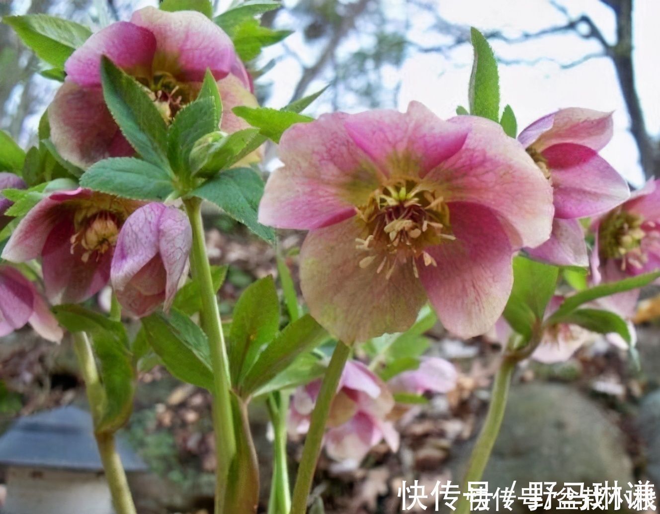 名字不好听,花朵很鲜艳,知道的花友不多,你认识吗?