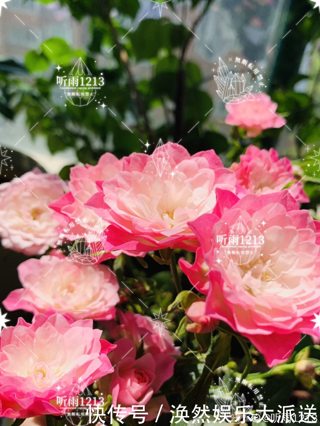 5种花真稀罕,叶子越晒越红彤彤,一盆能开20朵!