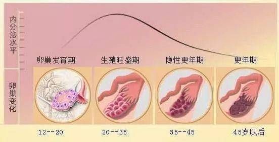 指标|卵巢功能好不好？这四个指标很重要