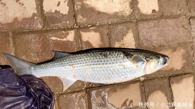 垂钓|南京一河道鲻鱼“爆发”,大的五六斤,有人每天打几十斤窝料