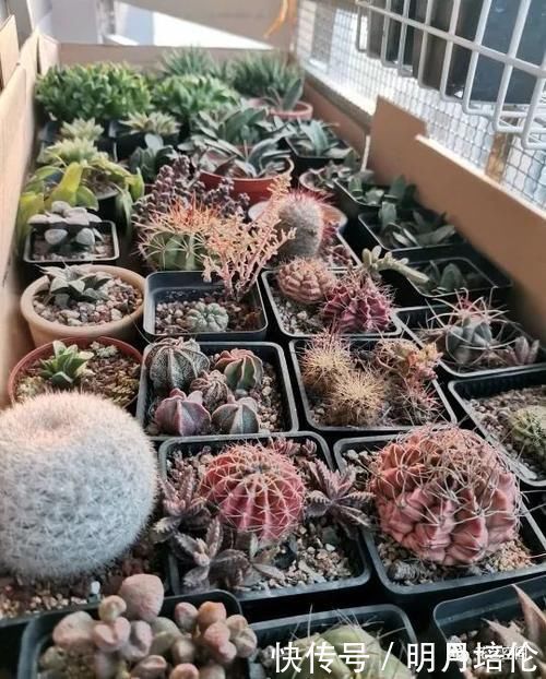 3种懒人花,一个月不管不顾反倒长的旺,尤其最后一种,狂窜到房顶