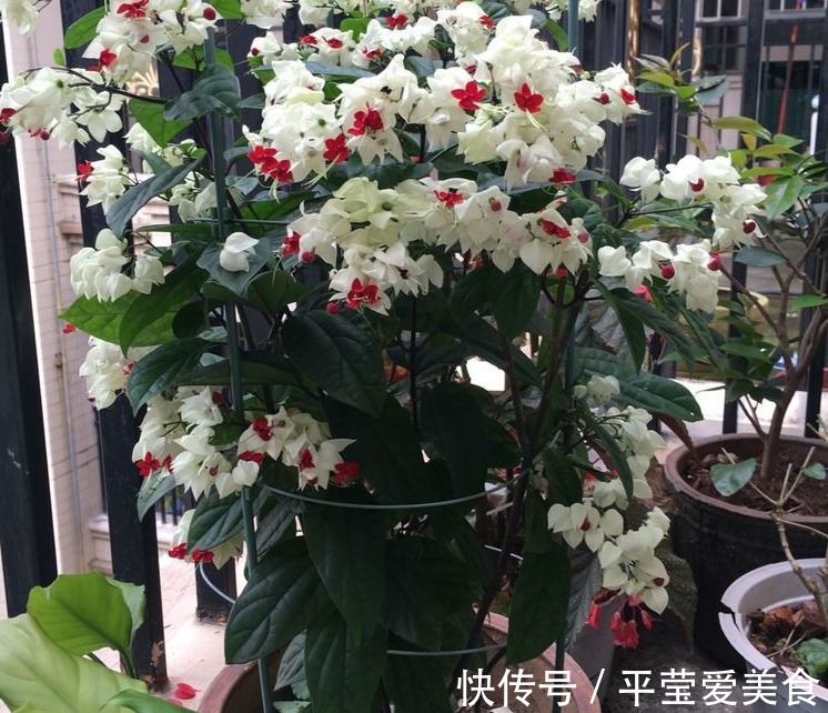 养花常备1种肥就够了,毕竟所有的植物大多数时间都用得上