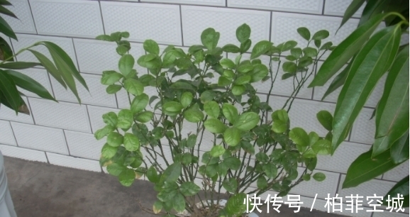 植物|盆栽土不够透气，是因为植物上盆前少做了这一步：填充它们