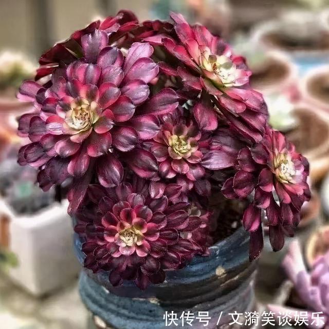 叶片|想让法师快“上色”?现在只需做“2步”,1周就能出状态
