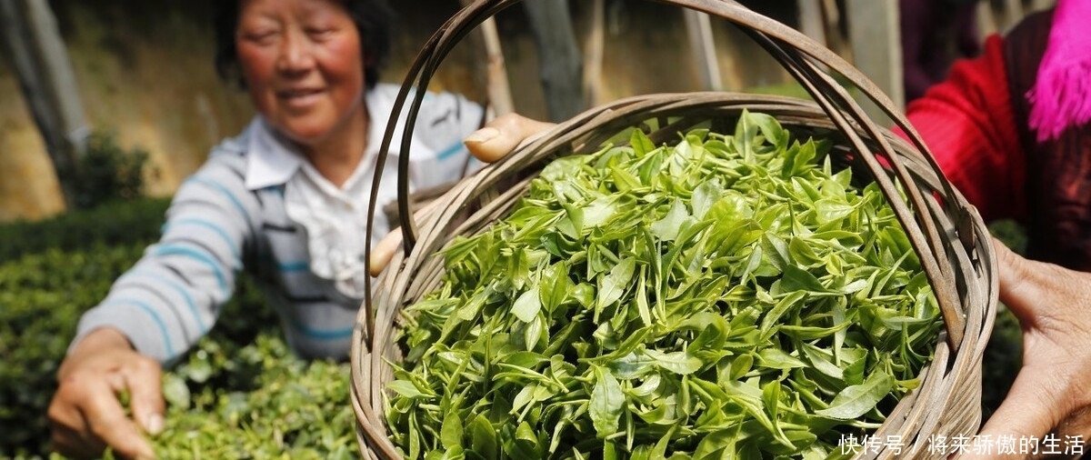 为什么现在都买不到好茶叶了？