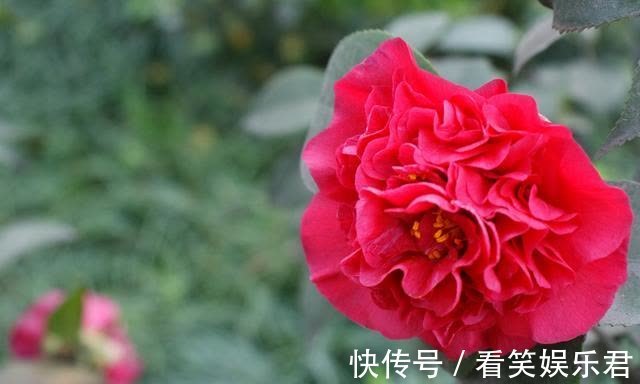 客鬓#「诗词鉴赏」山茶花开时,十一首山茶花的诗词,烂红如火雪中开