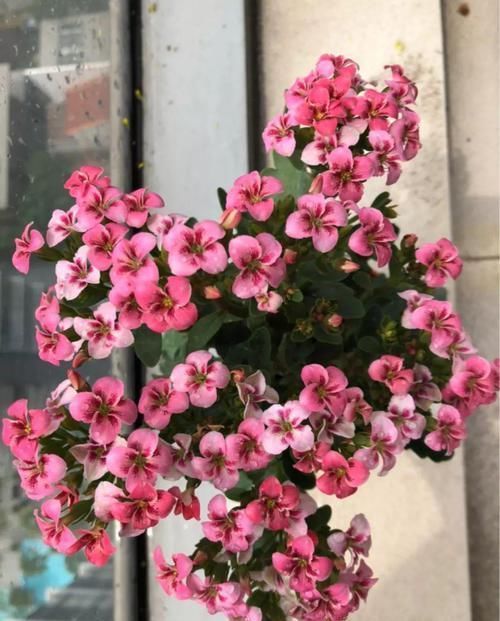 4种不同风格的花,谁见了都爱养,各有各的气质