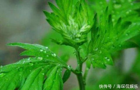 绿植|卫生间异味重!养上3盆这种绿植,味道清新连飞虫都少了!