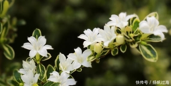 老年|农村这种植物一身是宝,对风湿有疗效,人称“白马骨”,你见过没