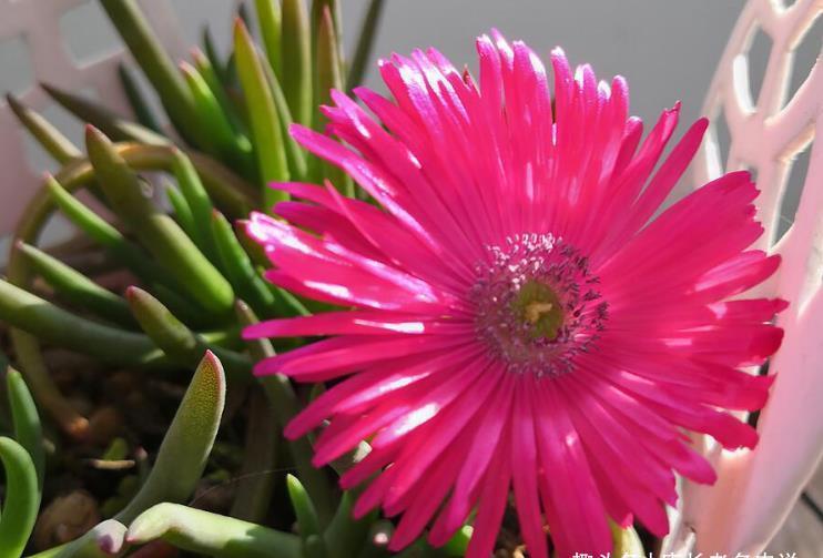 多肉奔龙开完花以后叶片软软的?问题可大可小,建议马上对照处理