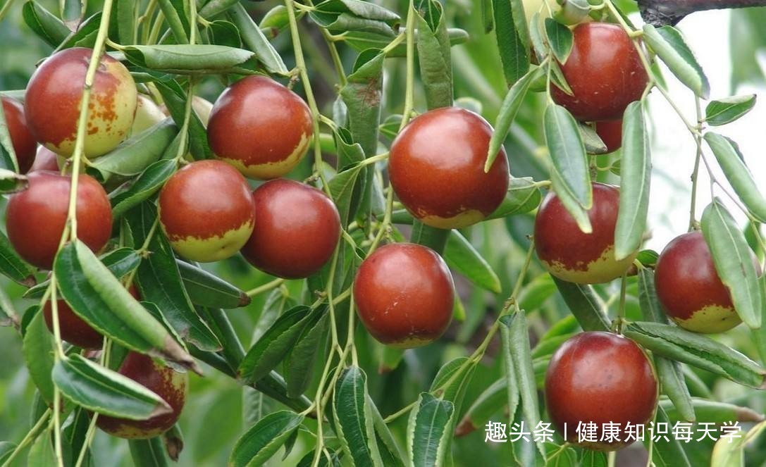 人犯|爱吃红枣的人,身体不会差,但切忌与一物同食,偏偏很多人犯错误