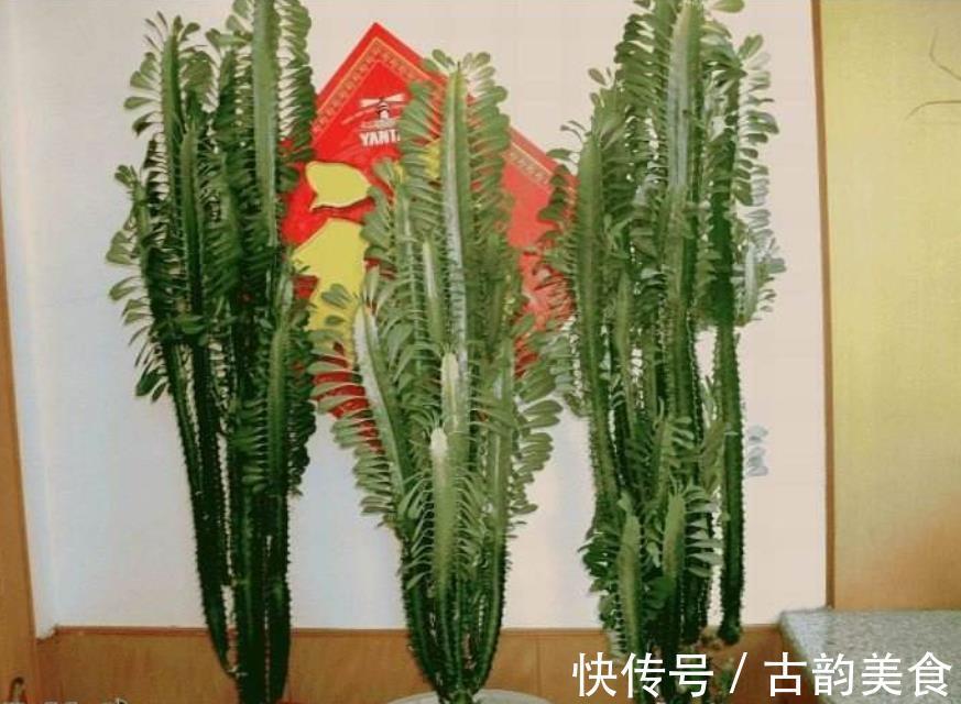 客厅养花,当选两种“旺运花”,寓意好不说,关键还好养