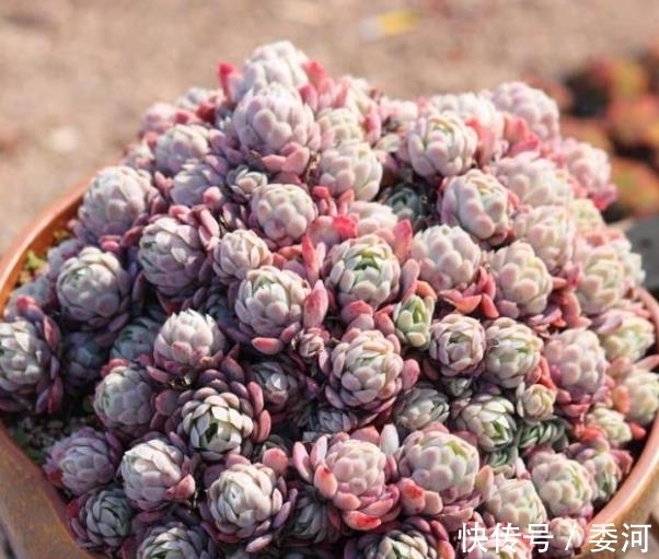 11月养盆多肉冰莓,了解掌握4个要点,美艳动人爱群生