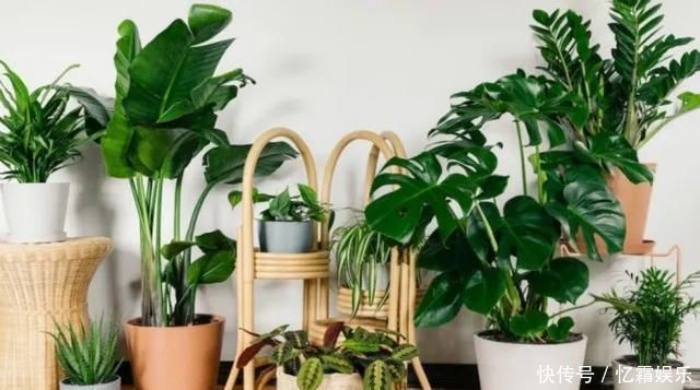 快枯死的绿植在大神手下起死回生,对比图超治愈又励志哇