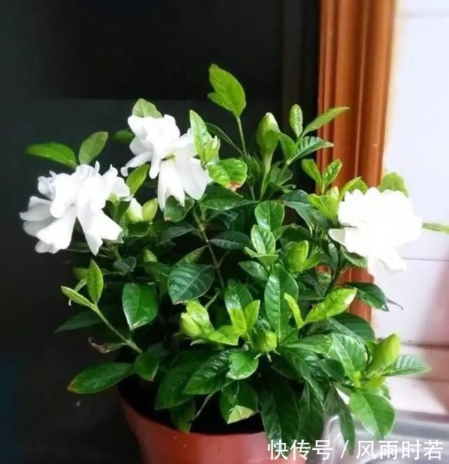 薰衣草|卧室有一盆这样的绿植,再也不担心失眠了