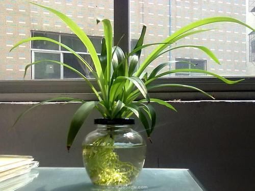 吊兰|卫生间适合养“4种花”，不仅耐旱、易养活，还可除菌、净化废气