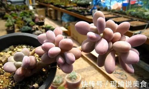 6种普货多肉,颜值高好养护,长成悬崖桩,看起来真过瘾!