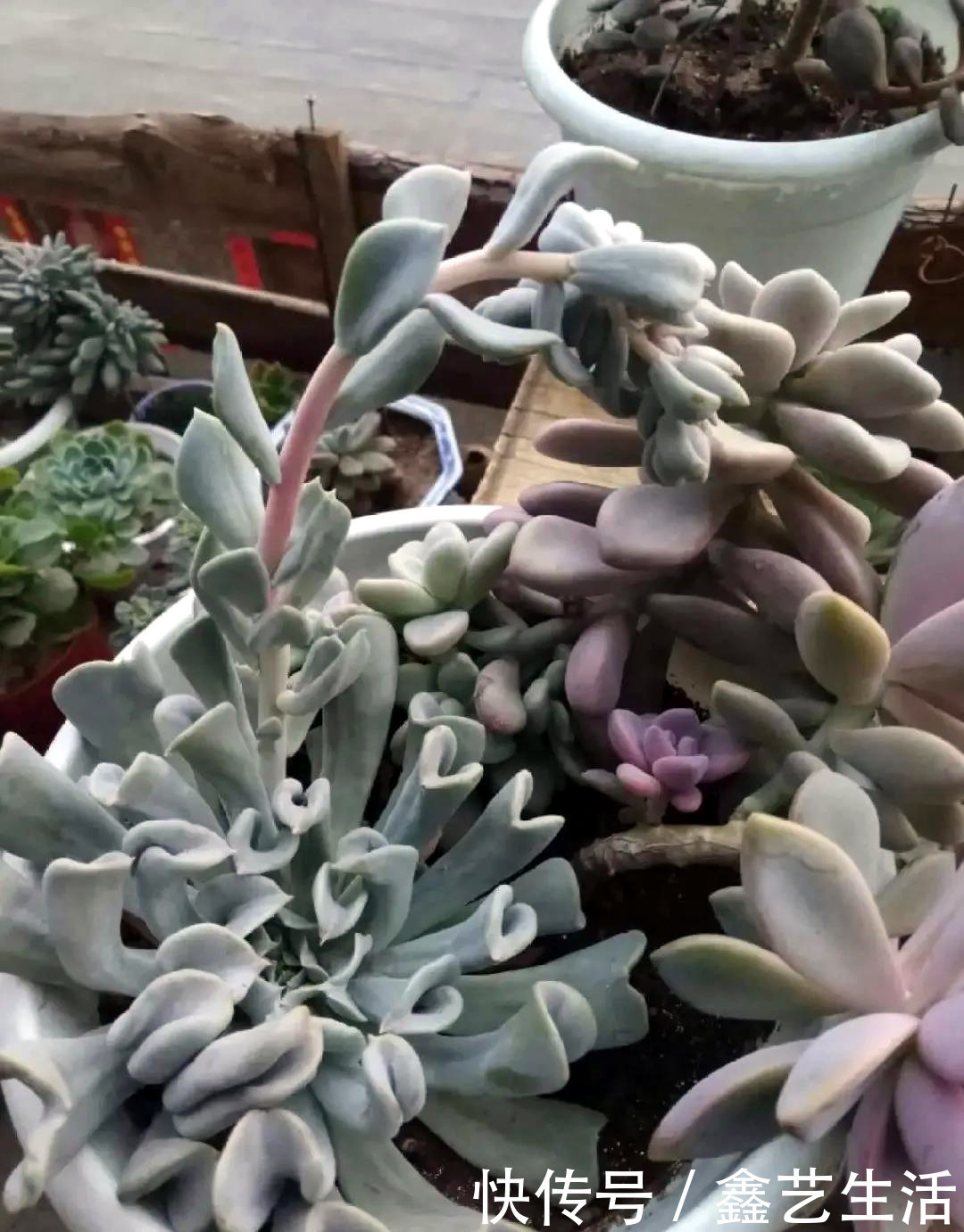 瀑布|最耐晒的8种多肉,夏天照样疯长不停,呼呼窜成小瀑布