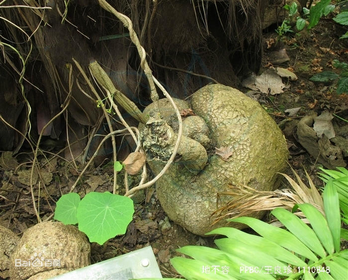 山中草药“金不换”，叶子圆圆能聚财，人人都抢着养！