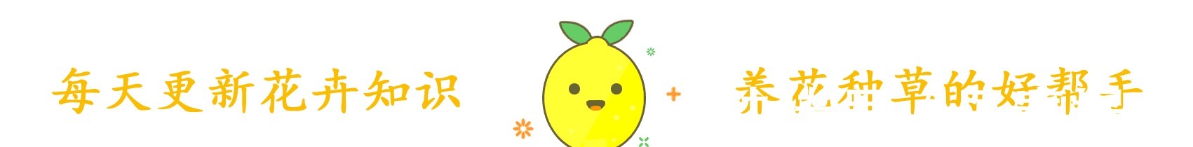 君子兰长得好,“养根”就行,看着肉质根呼呼长,枝头挂红花!