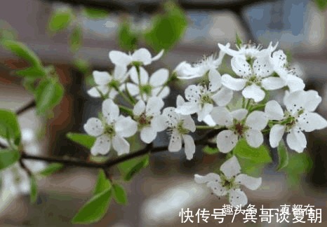 云龙菜|农村随处可见的野菜，具有防癌抗瘤、清洁肠道、美容养颜等功效
