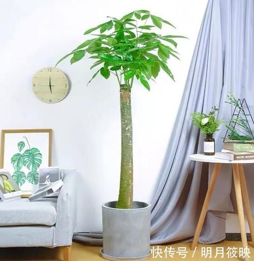 年底选盆栽,5种不开花的“绿植”也不错,充满绿意和生机