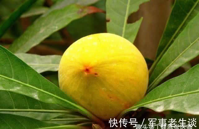 排毒养颜|秋天了,多吃三种食物,淡斑排毒,改善睡眠质量,人显年轻