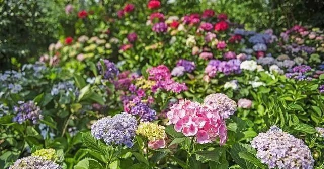 这3种花都是“病美人”,室内养难度大,入手需谨慎