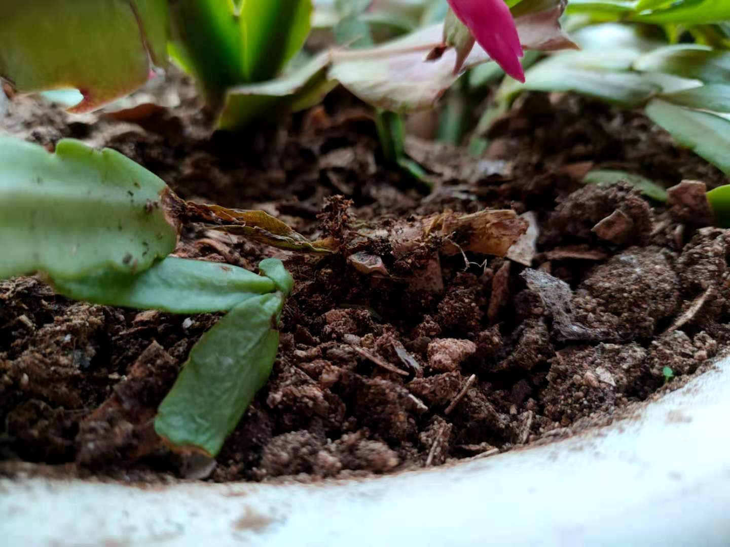 养护蟹爪兰,避开4个养护“弊端”,茎片肥、根系壮,来年开花多