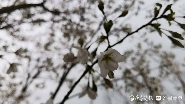 济南平阴北市村首届樱花节开幕