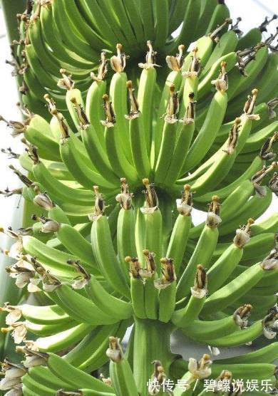婆婆在院子里盆栽香蕉,竟结出一千多个香蕉,全村人都来围观!