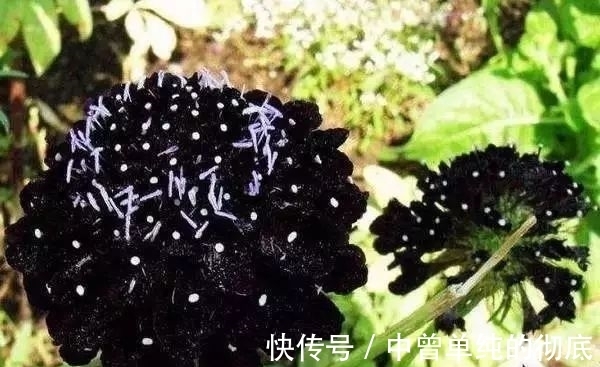夜皇后|盘点：20种世界上最黑的花，黑的美，黑的妙，黑的呱呱叫