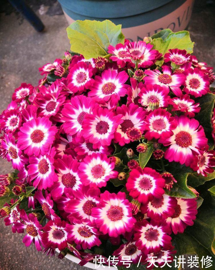 几种漂亮花,是花卉中的佼佼者,好看极了