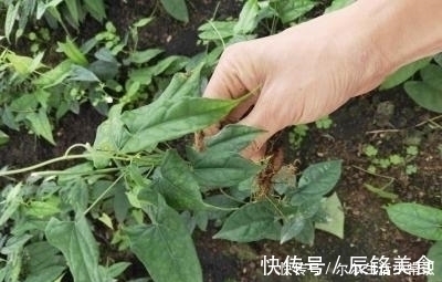 珍珠|大山里的宝贝,种子像珍珠,根部是个宝,治疗咳嗽有奇效,了解下