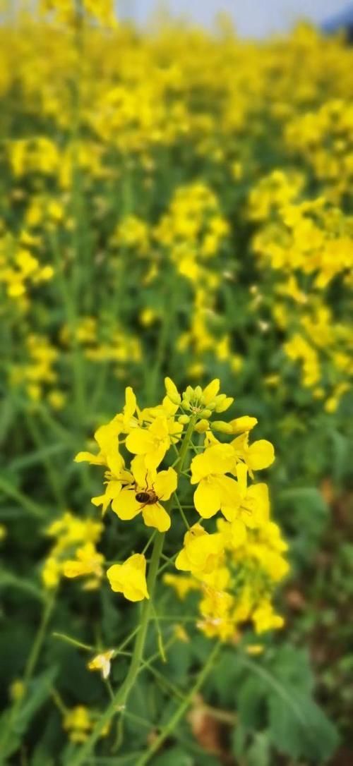 老年|超美超震撼！建德这片花海值得一看