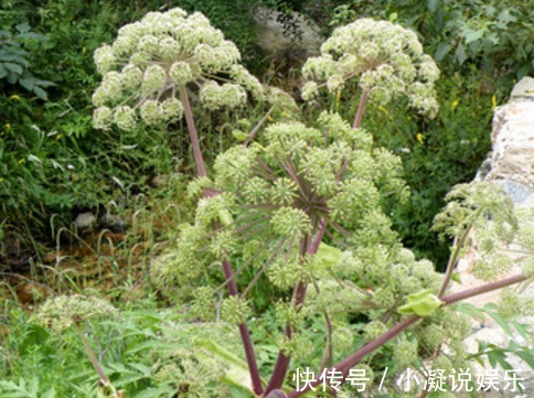 食物|女性雌激素偏低，可多吃3种食物，补充雌激素，50岁不显老！