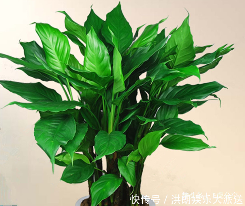 种花|买花要留意，三种花不能买，很难养活，告诉你一个买花小窍门