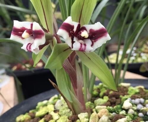 冬日养兰花,做好这些,花香似香水,却比它更安全持久