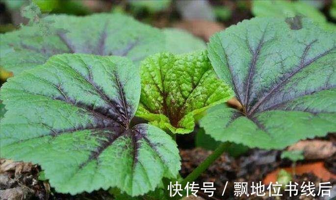 苦菜|5种“高钙”菜,农村常见,营养高口感好,却被当成了杂草,可惜