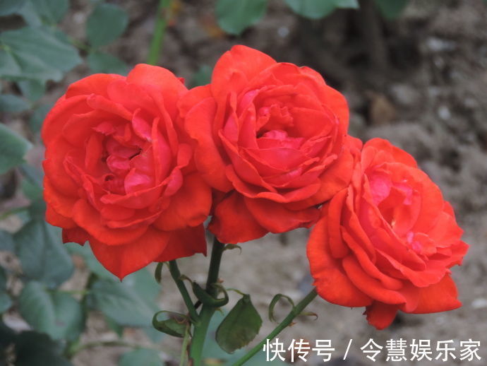 菊花|喜欢菊花，不如养株“优良玫瑰”香云，似香云腼腆，花开艳丽！