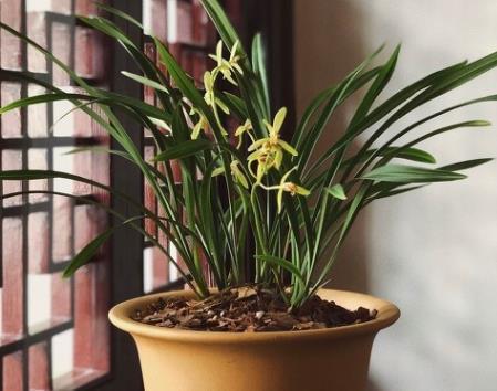 兰花|6种北方不适合养的花卉,技术不到位容易死,非高手就不要考虑了